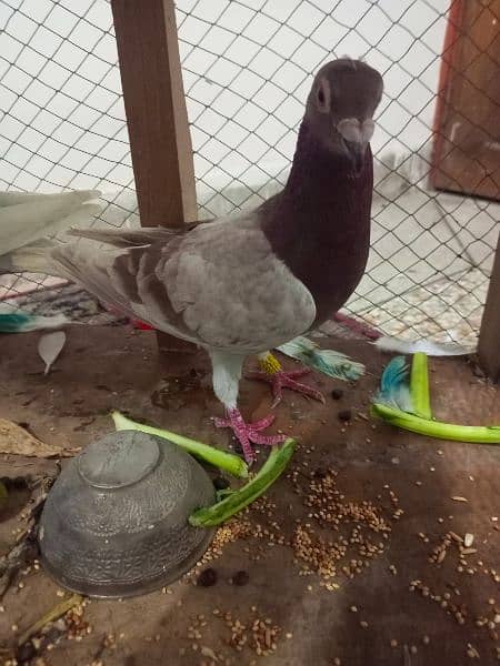 Beautiful Pigeons for sale in low price 5