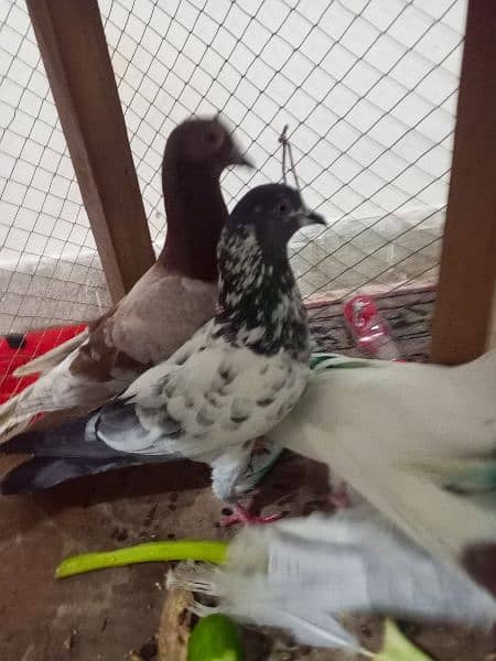 Beautiful Pigeons for sale in low price 6