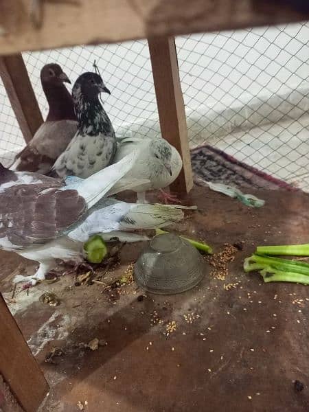 Beautiful Pigeons for sale in low price 7