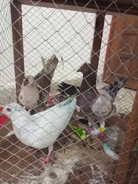 Beautiful Pigeons for sale in low price 8