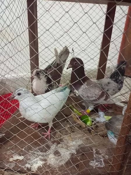 Beautiful Pigeons for sale in low price 9