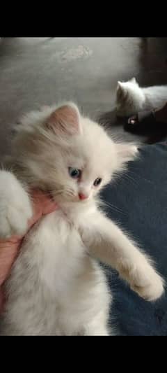 persain breed kitten heavy furr