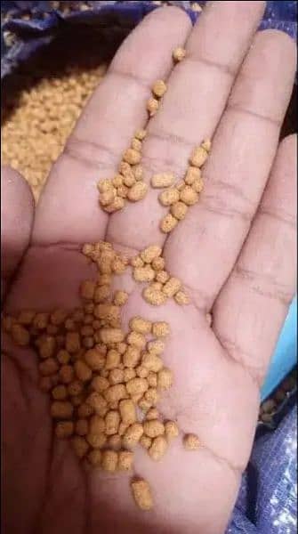 High Protein Fish Feed 1