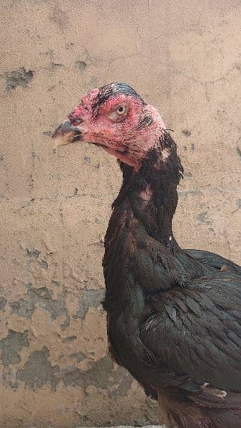 high quality aseel hen for sale contact 03004519719 1