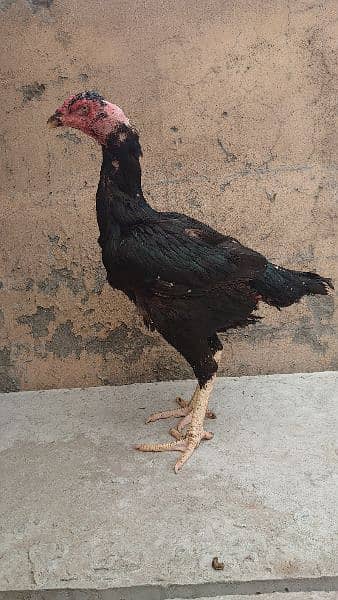 high quality aseel hen for sale contact 03004519719 2