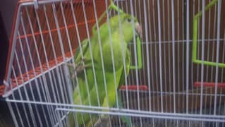 green parrot mitho