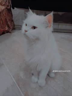 Persian cat