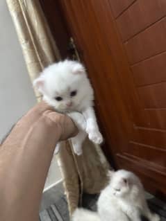 2 kitten 1 male and 1 female tripple coat 0