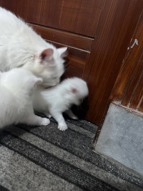 2 kitten 1 male and 1 female tripple coat 6