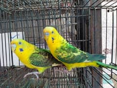 black wing budgie breeder pair