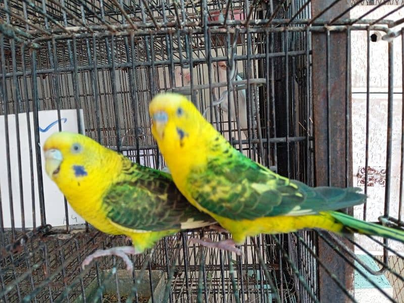 black wing budgie breeder pair 1