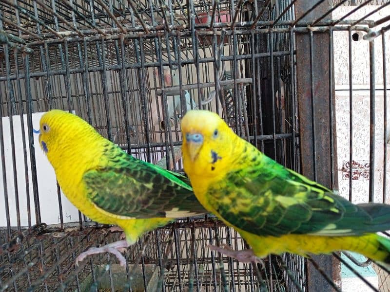 black wing budgie breeder pair 2