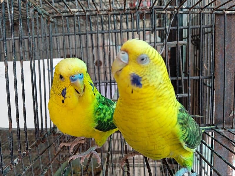 black wing budgie breeder pair 3