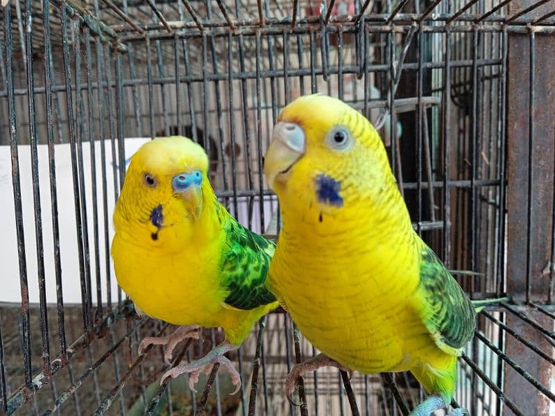 black wing budgie breeder pair 4