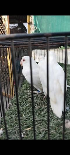 Albino red eye females available