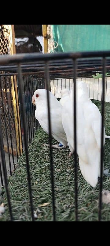 Albino red eye females available 0