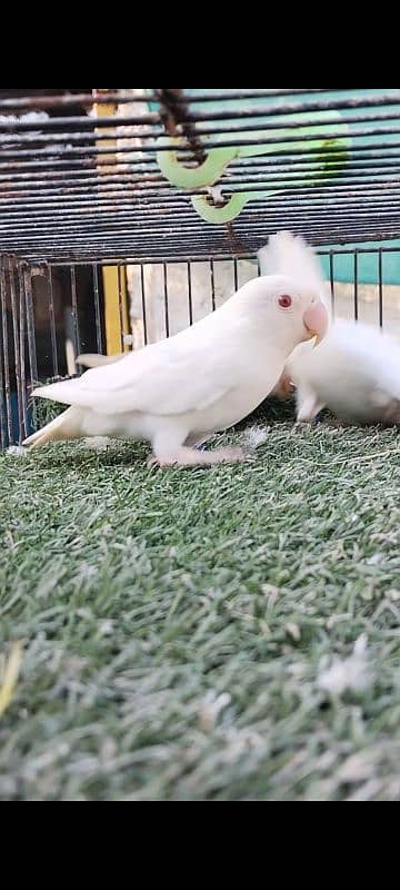 Albino red eye females available 7