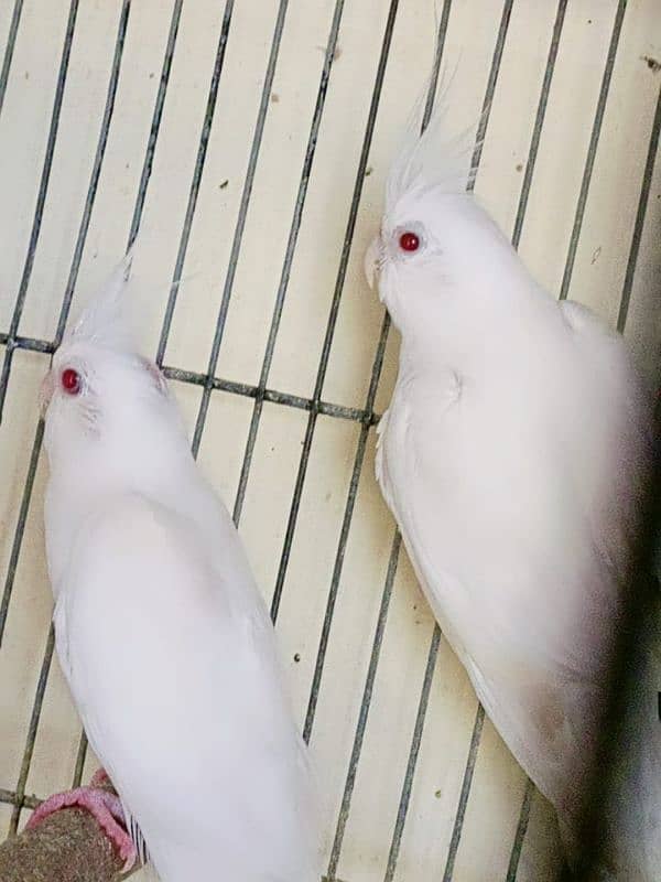 Eno ready to 1st breed. red eye pair. . 03462099636. 1