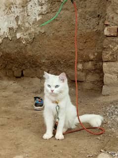 PERSIAN TRIPLE COAT BLUE EYES PURE WHITE 01 YEAR AGE W/APP 03469357225