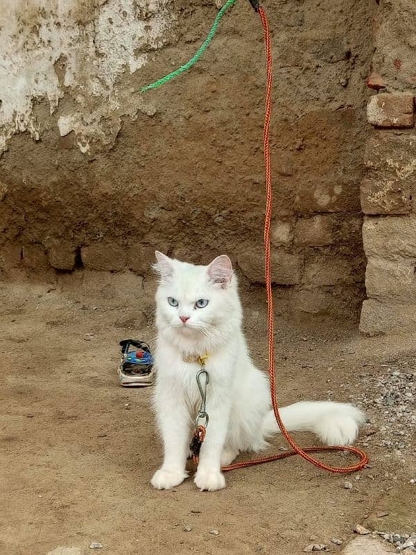 PERSIAN TRIPLE COAT BLUE EYES PURE WHITE 01 YEAR AGE W/APP 03469357225 0