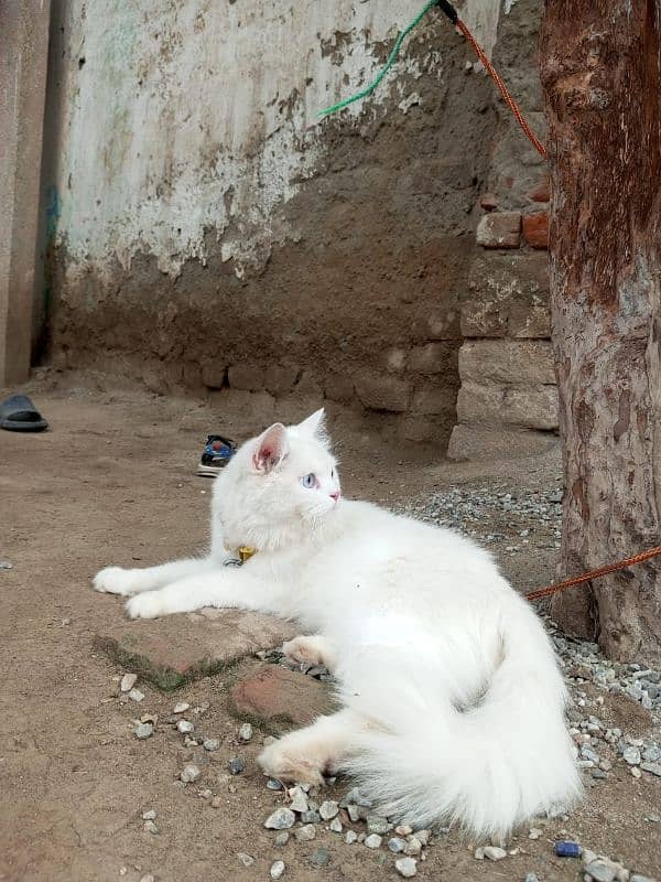 PERSIAN TRIPLE COAT BLUE EYES PURE WHITE 01 YEAR AGE W/APP 03469357225 3