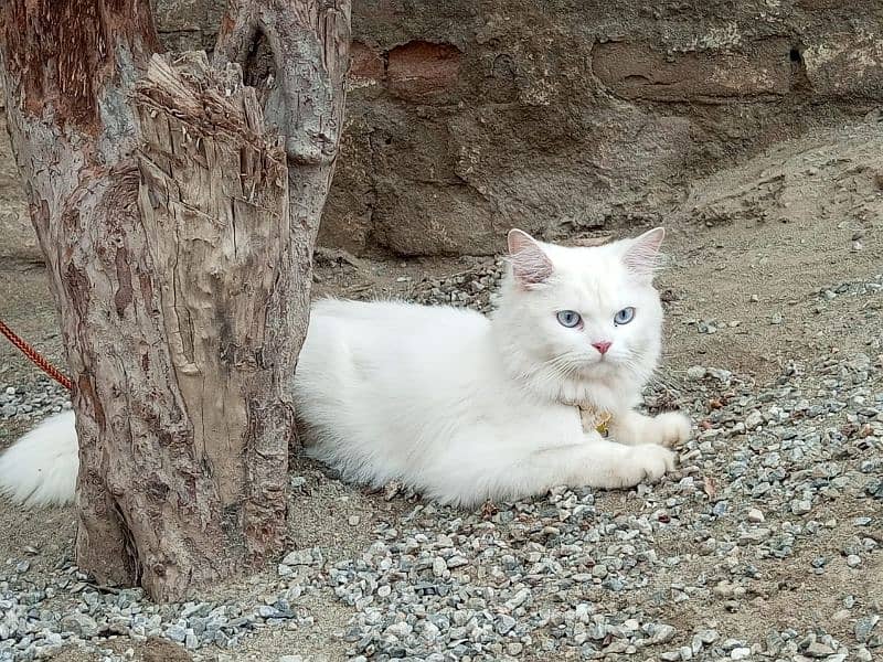 PERSIAN TRIPLE COAT BLUE EYES PURE WHITE 01 YEAR AGE W/APP 03469357225 4