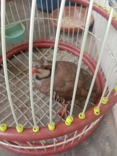 bird sale with cage 0