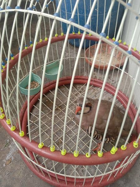 bird sale with cage 1