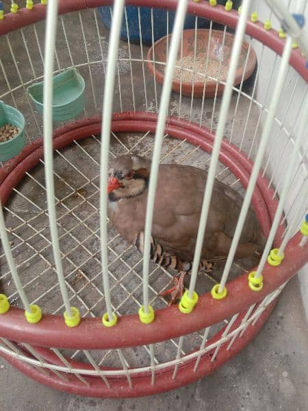 bird sale with cage 2