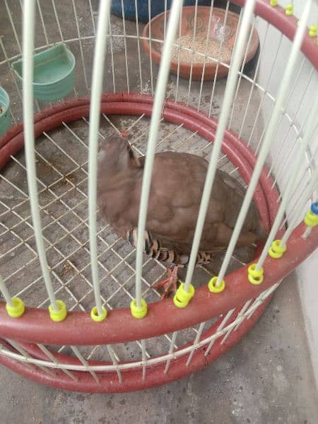 bird sale with cage 3