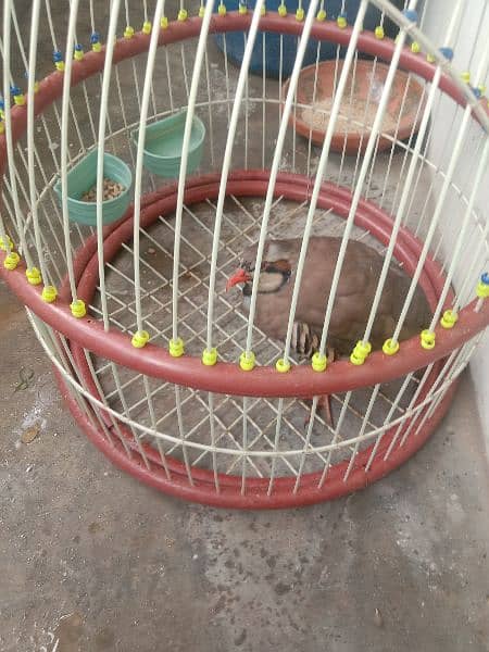 bird sale with cage 4