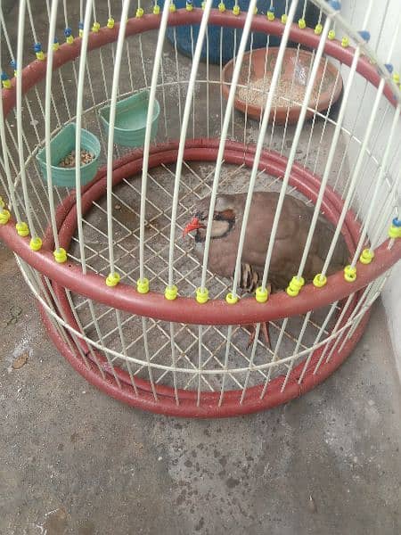 bird sale with cage 5