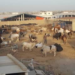 Cattle and dairy farm