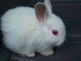 rabbit baby red eyes 3