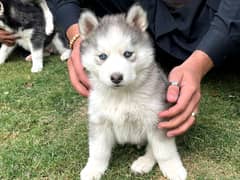 Siberian husky puppie