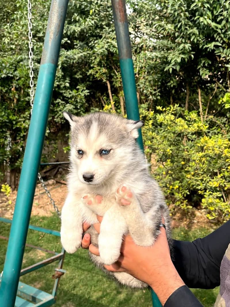 Siberian husky puppie 2