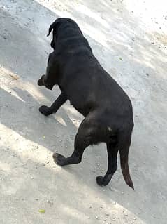 Labrador pure