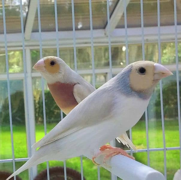 Golden finch Bredar per Available 3