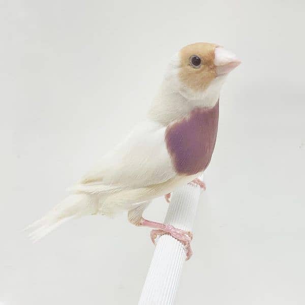 Golden finch Bredar per Available 4