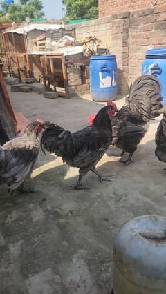 Australorp blue Hertiage Male