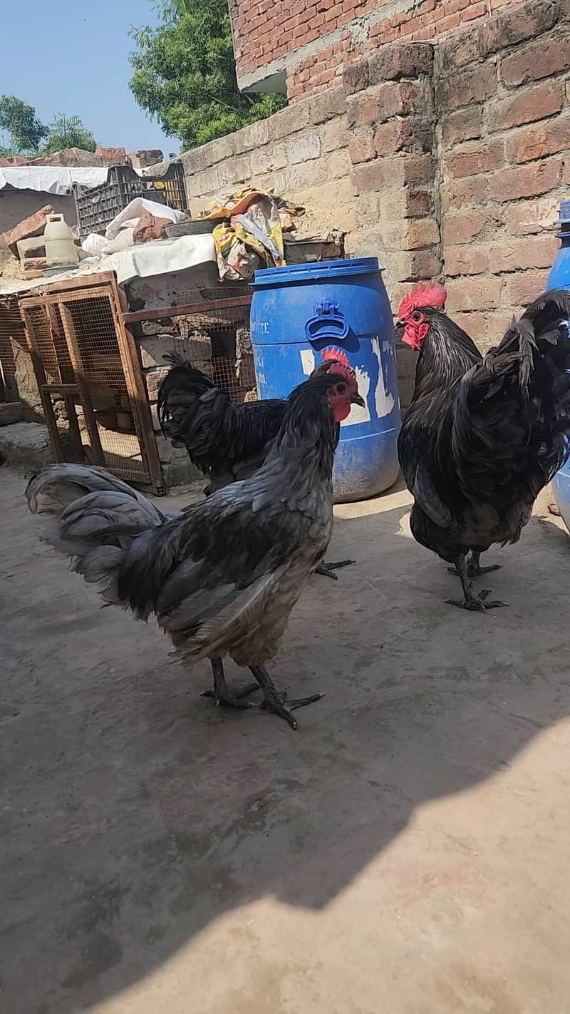 Australorp Hertiage Male Blue and Splash 1