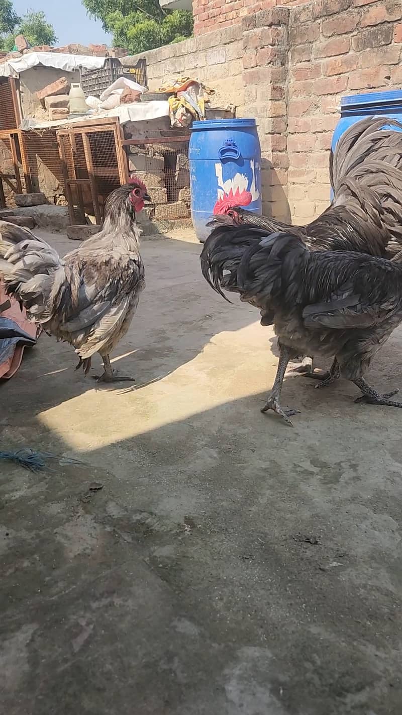 Australorp Hertiage Male Blue and Splash 2