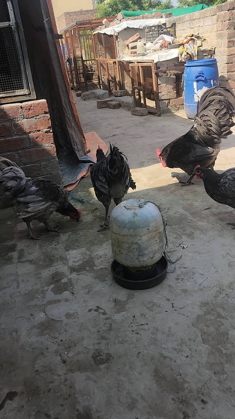 Australorp Hertiage Male Blue and Splash 3