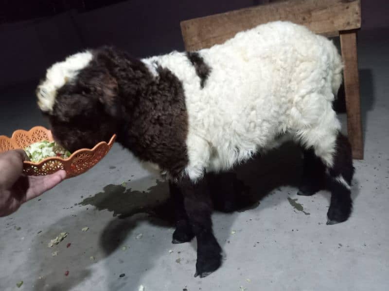 selling sheep male 1