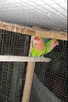 love Birds  peach Pathy Age 5 Months (. Total 4 )