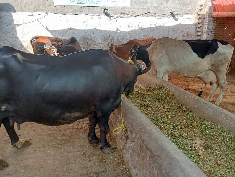 dairy cows buffalo 1