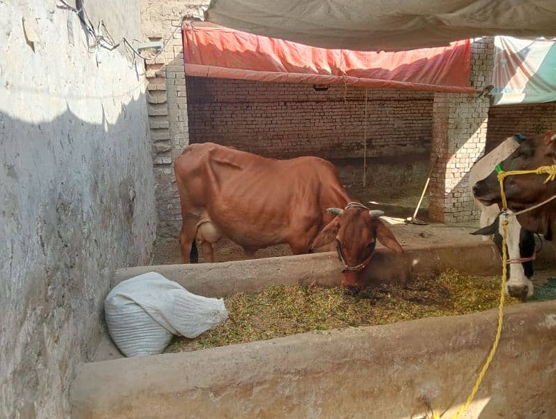 dairy cows buffalo 3