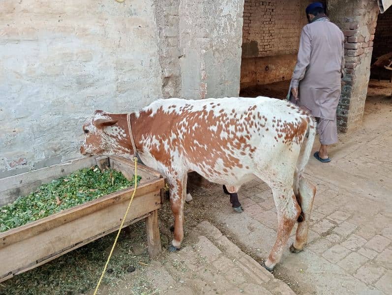 dairy cows buffalo 4