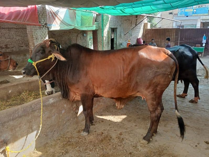 dairy cows buffalo 5