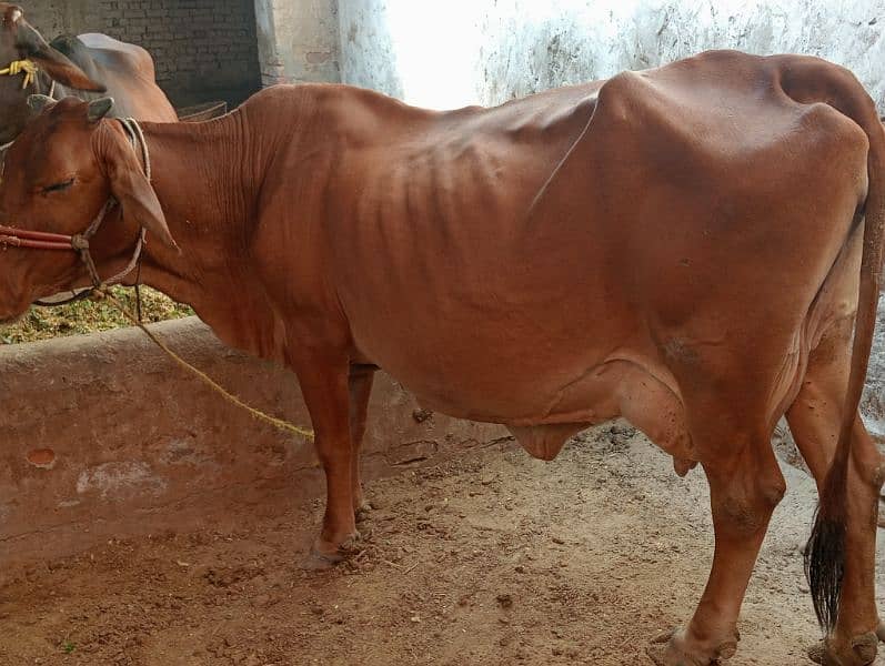 dairy cows buffalo 8